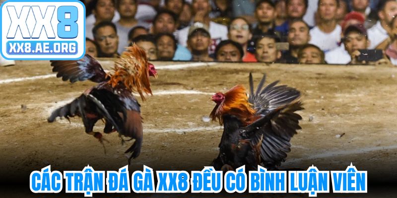 Các trận đá gà XX8 đều có bình luận viên