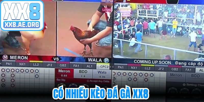 Có nhiều kèo đá gà XX8 